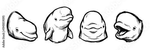 Set of four hand-drawn beluga whale heads in a charming sketch style, showcasing various cute and playful expressions in a black and white ink drawing