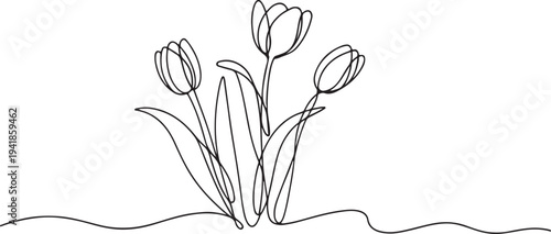 Tulips Flower Continuous Single Line Drawing Minimal Botanical Outline Vector Illustration Isolated On White Background