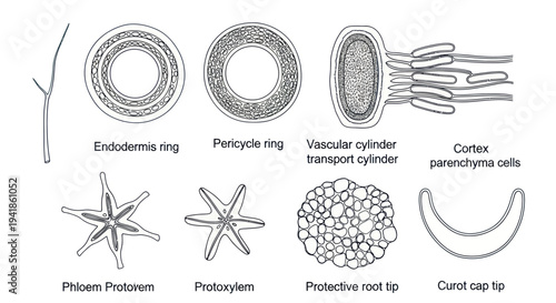 Detailed Plant Anatomy Diagrams and Illustrations.