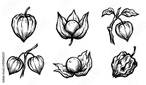 Collection of six physalis fruit illustrations in a bold, black ink sketch style, showing the groundcherry berry, open papery husk, and plant branch