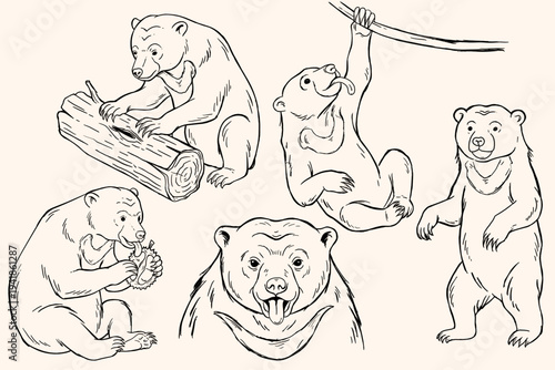 Borneo Sun Bear Sketch Set. Whimsical Honey Bear Vector Illustrations. Hand Drawn Sun Collection Cute Tropical Forest Wildlife Sketches.
