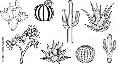 Collection of Various Cacti and Succulents Illustrations.