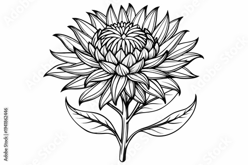 coloring page line art the stokesia flower black vector