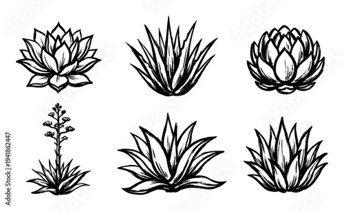 Set of six hand-drawn agave plant illustrations in a black ink brush stroke style, showcasing various succulent forms including the flowering stalk for botanical designs