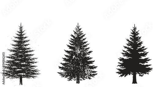 Three black pine tree silhouettes in different detail levels isolated on white background, evergreen forest illustration for design use