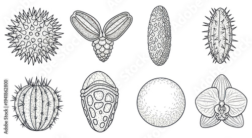 Various Botanical Illustrations of Seeds and Flowers.