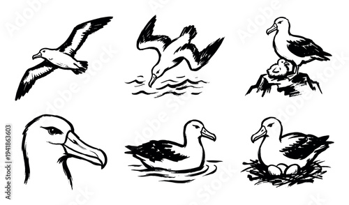 Six black and white illustrated albatrosses depict various stages of their life, including flying, diving, nesting with eggs, and caring for a chick, rendered in a dynamic brush stroke style