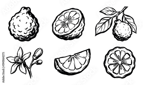 Six hand-drawn black bergamot fruit illustrations showcase the whole fruit, halves, slices, a flower, and a leafy branch in a detailed, artistic sketch style