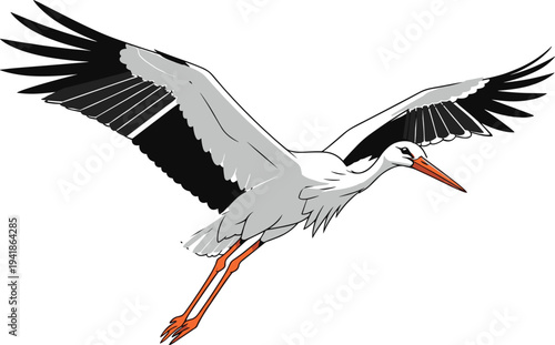 Flying stork bird vector illustration, white stork with wide wingspan in flight, detailed wildlife bird clipart isolated for nature and migration design