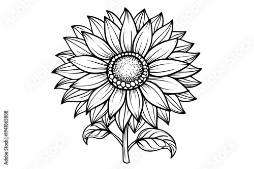 coloring page line art the sunflower flower black vector