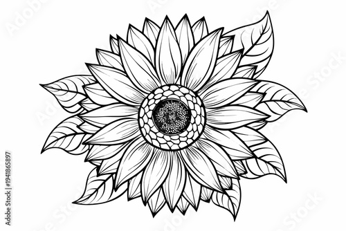 coloring page line art the sunflower flower black vector