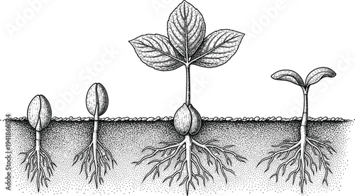 Seed germination stages vector illustration, plant growth cycle with roots and leaves, botanical seedling development diagram isolated for biology and education design