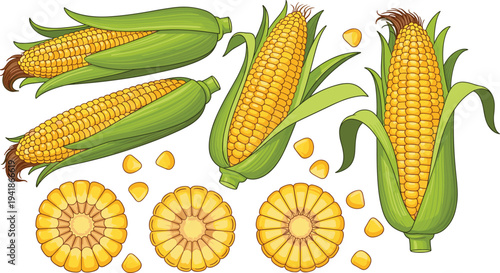 Fresh Corn Cob Vector Set with Whole Maize Ears, Corn Slices and Kernels for Agriculture Design, Farm Produce Illustration, Organic Food Packaging and Market Graphics.