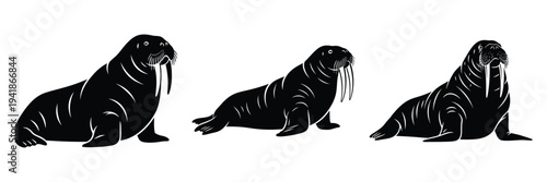 walrus silhouette icon set. Animals logos collection and isolated on White background