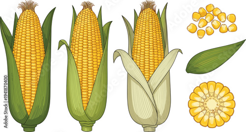 Realistic Corn Cob and Maize Kernels Vector Illustration Set with Fresh Corn Ears and Corn Slice for Agriculture, Organic Food and Farm Produce Design.