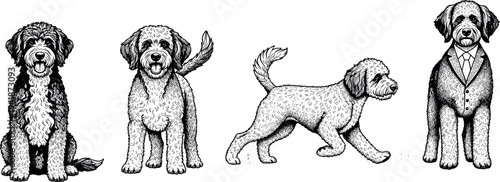 Hand drawn dog sketch set with curly hair poodle crossbreed in sitting walking and formal suit poses on white 