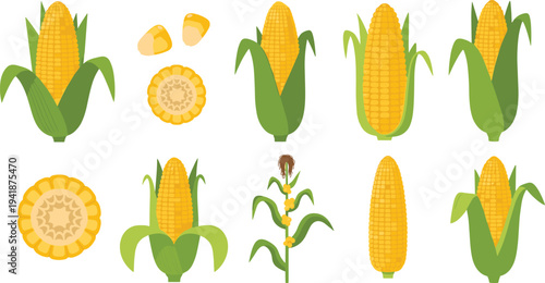 Corn Maize Vector Illustration Set with Corn Cobs, Corn Plant, Kernels and Corn Slices for Agriculture Design, Organic Food Packaging and Farm Produce Graphics.
