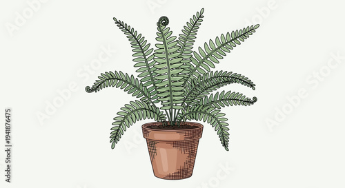 A potted fern plant with lush green leaves and a terracotta pot
