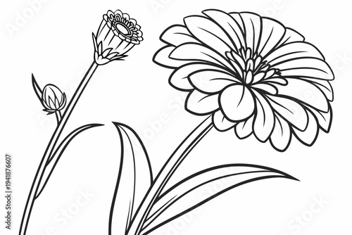 coloring page line art the zinnia flower black vector