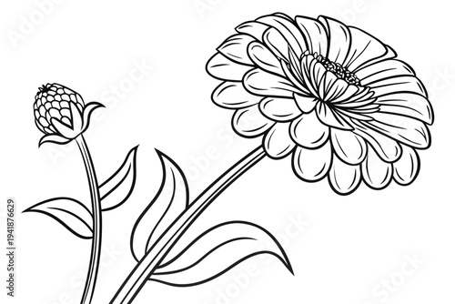 coloring page line art the zinnia flower black vector