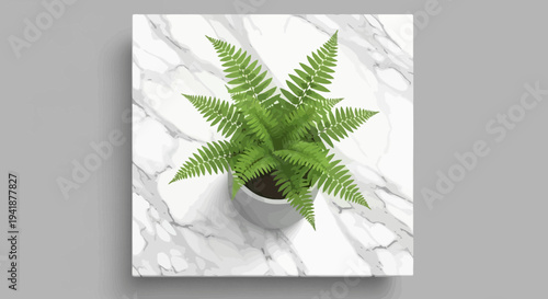 Fresh Green Fern Plant in White Pot on Marble Table, Top View Flat Lay