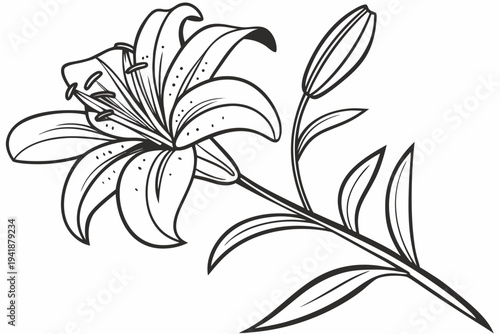 coloring page line art the tiger lily flower black vector