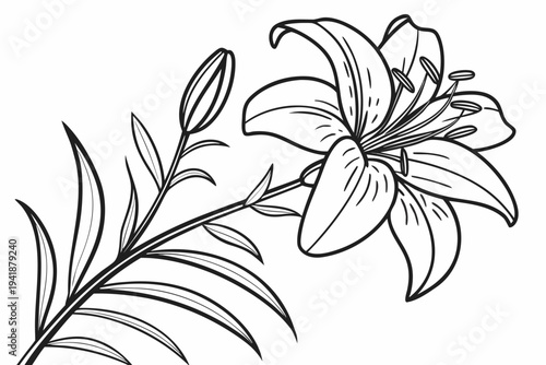 coloring page line art the tiger lily flower black vector