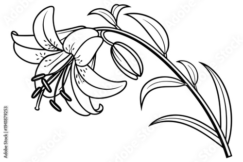coloring page line art the tiger lily flower black vector