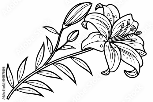 coloring page line art the tiger lily flower black vector