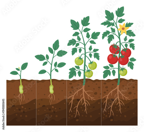 Stages of Tomato Plant Growth: From Seedling to Fruiting Plant