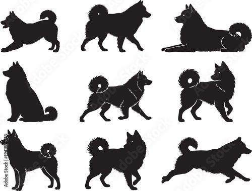 American Eskimo Dog Fluffy Companion Silhouette