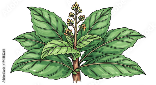 A vibrant green plant with large leaves and small flowers