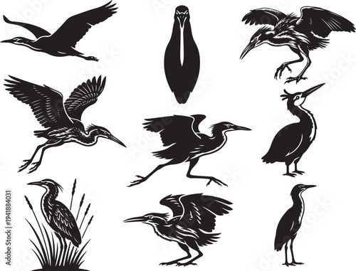 Bittern Marsh Bird Standing Silhouette