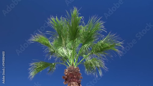 palm tree branches sway in wind against sky, slow motion
