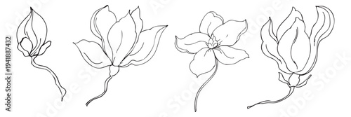 Hand drawn vector graphics of magnolia flowers in various stages of bloom. The set includes closed buds and fully opened flowers with delicate lines.