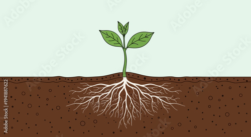Growing Plant with Exposed Roots in Rich Soil - Nature's Foundation and Development