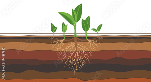 Healthy Green Sprouts and Roots in Layered Soil