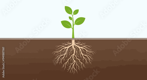 Healthy Young Plant with Detailed Root System in Rich Soil