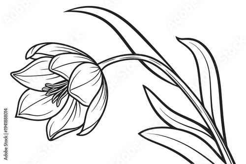 coloring page line art the tulip flower black vector