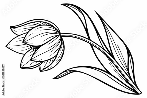 coloring page line art the tulip flower black vector