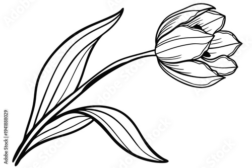 coloring page line art the tulip flower black vector