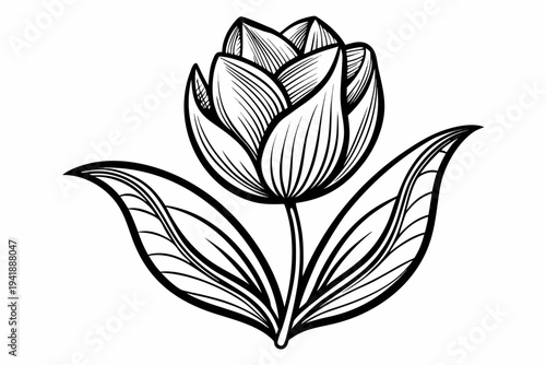 coloring page line art the tulip flower black vector