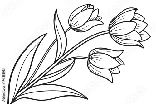 coloring page line art the tulip flower black vector