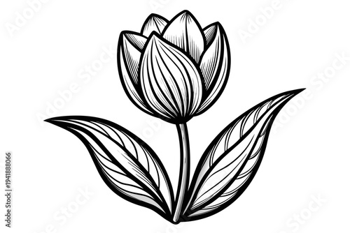 coloring page line art the tulip flower black vector