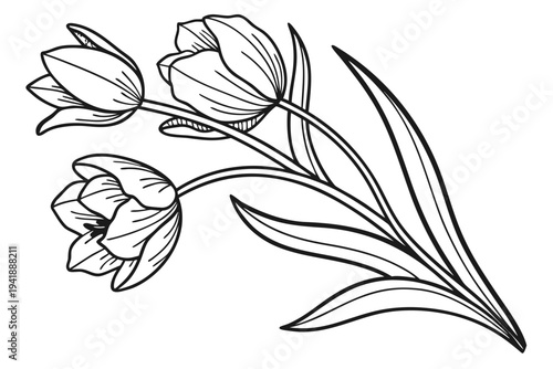 coloring page line art the tulip flower black vector