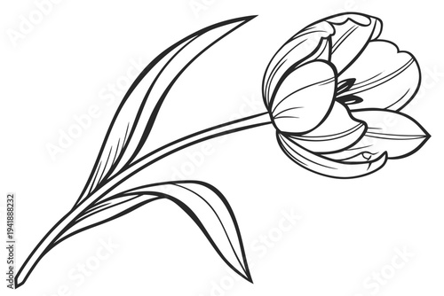 coloring page line art the tulip flower black vector