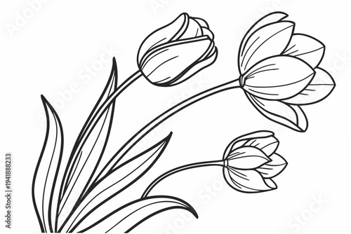 coloring page line art the tulip flower black vector