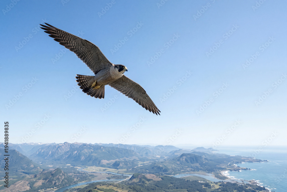 Fototapeta premium Majestic peregrine falcon soaring mid flight with wings spread wide against a clear blue sky