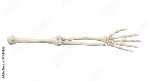 Human Forearm and Hand Skeleton Bones Isolated on White Background Medical Anatomy Study