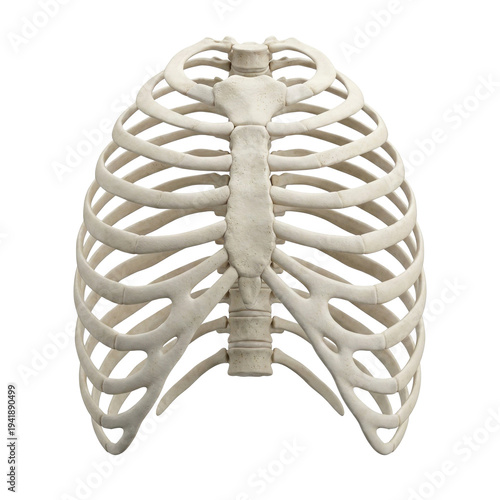 Human Rib Cage Anatomy Front View With Sternum and Thoracic Spine Isolated On White